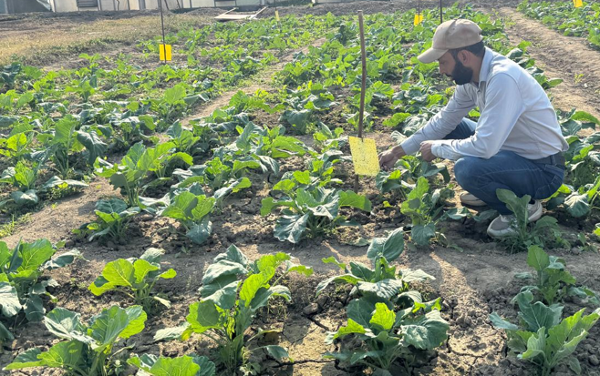 Standardization of package of practices for natural farming in vegetable crops